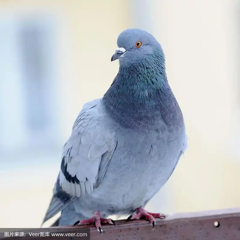 灰鸽子特写