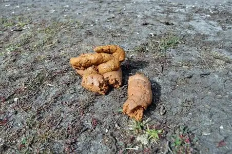 狗屎摄影图