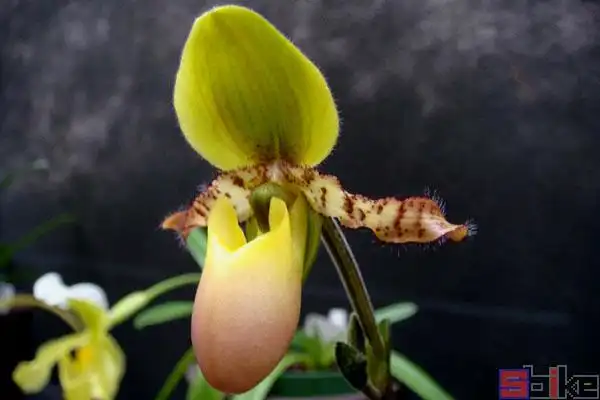 报春兜兰_春韵兜兰