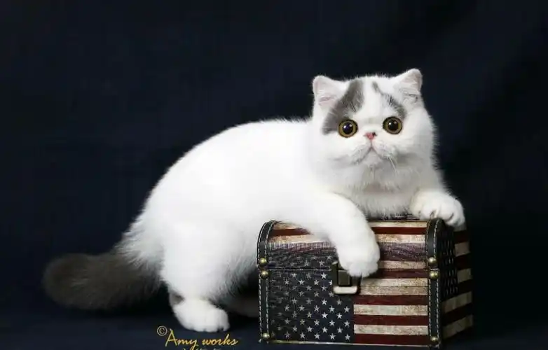 骄傲的异国短毛猫的猫星人29612729ω61292729