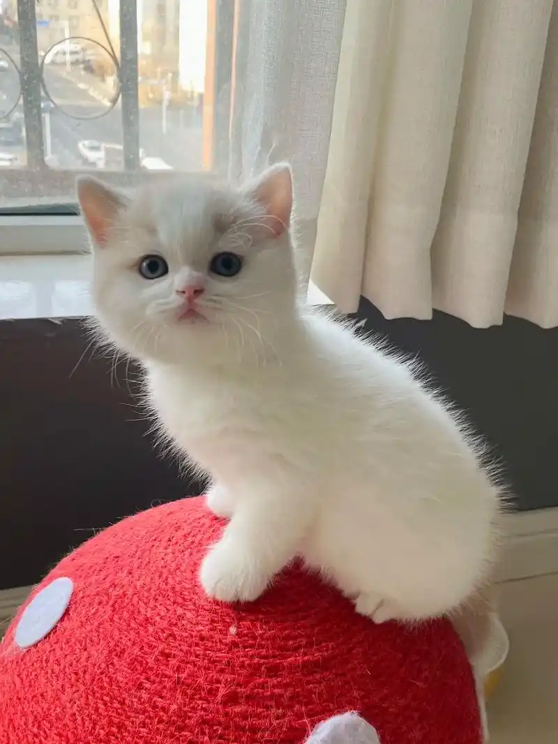 是谁说喜欢包子脸和蒜瓣毛的?#英短乳白 - 抖音