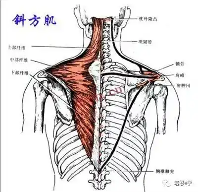 每日一肌斜方肌