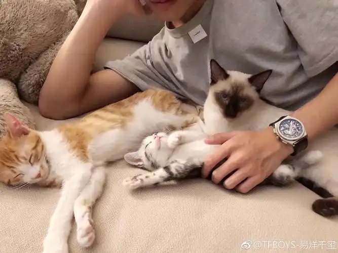 易烊千玺这三只猫是什么品种的猫呀