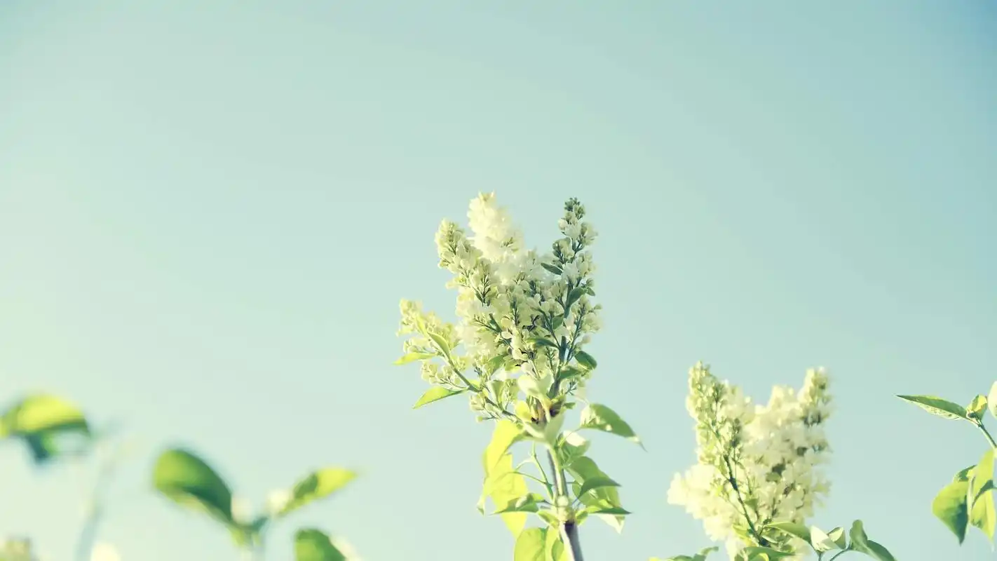 唯美小清新植物高清桌面壁纸