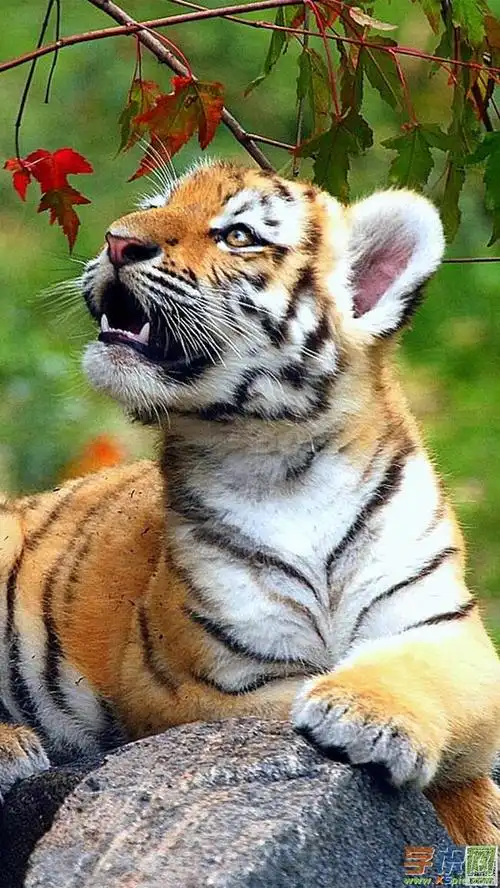 超高清竖屏壁纸动物图片