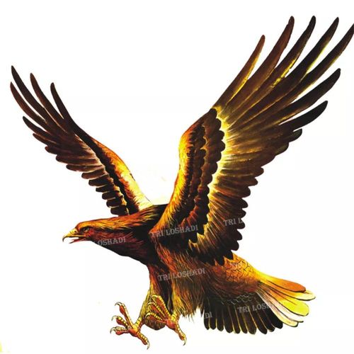 新款经典雄鹰贴纸霸气防水车贴冰箱贴客厅玄关划痕贴遮丑老鹰墙贴