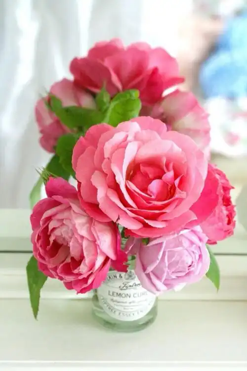 鲜花装饰我的梦!