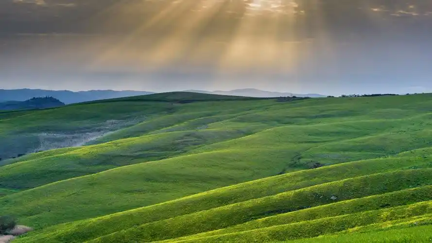 绿色林中草地,护眼,清新,自然,草地,高清壁纸,桌面图片-壁纸族