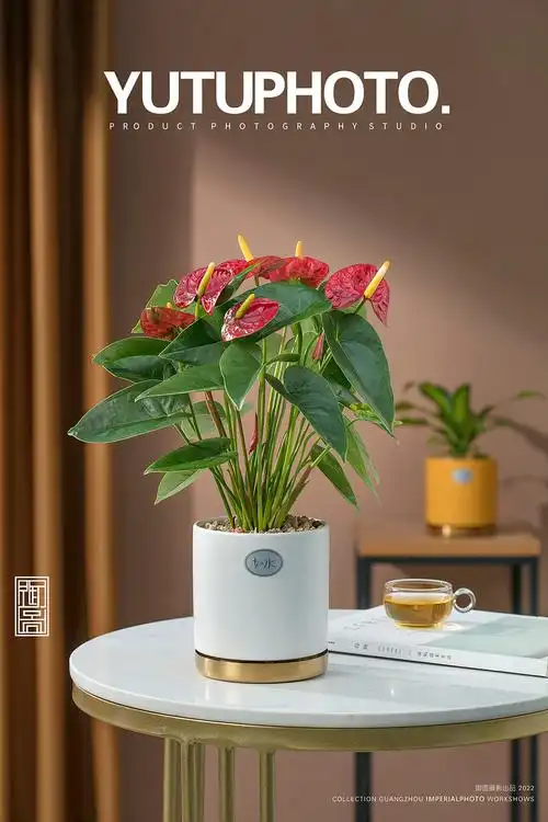 静物摄影丨小清新的绿植盆栽