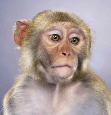 在云台山,你见过哪一些网红猴子的表情?