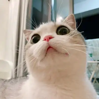 戴眼镜猫咪情头