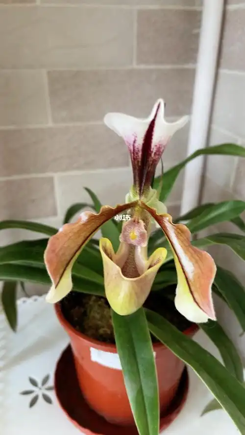 紫毛兜兰开花了