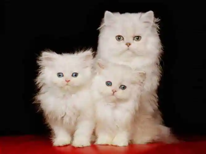 什么猫最可爱世界上十大最漂亮的猫