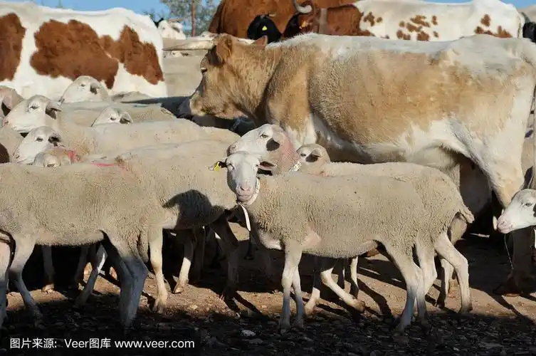 一群山羊,绵羊和牛