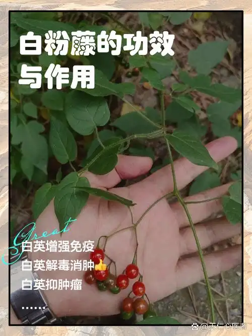 白粉藤的功效与作用