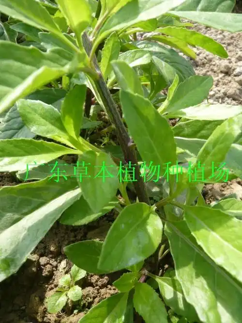 缺货金鸡毛草 金鸡毛菜 救命草冬冬草 成熟大种苗可吃 5送1 9送2