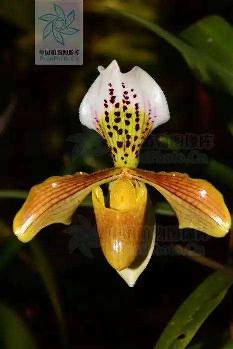 格力兜兰 paphiopedilum gratrixianum