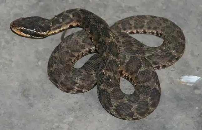 杨女士在熟睡的时候事情经过是这样滴一条土公蛇居然爬到床上"陪睡"!