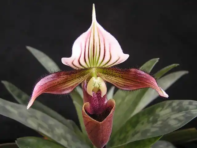 紫纹兜兰词条图册_百度百科