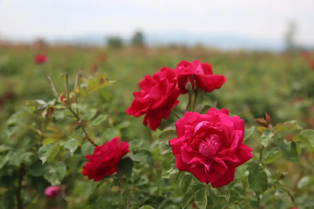 昆明安宁八街的百亩玫瑰[鲜花][鲜花],在昆明吃玫