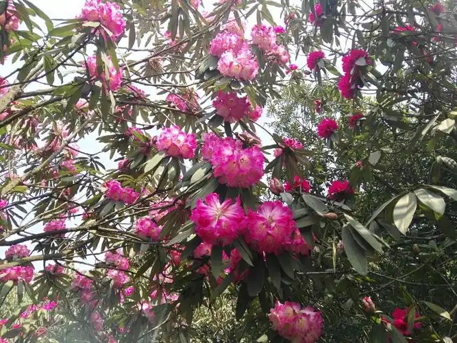 毕节百里杜鹃,山花浪漫