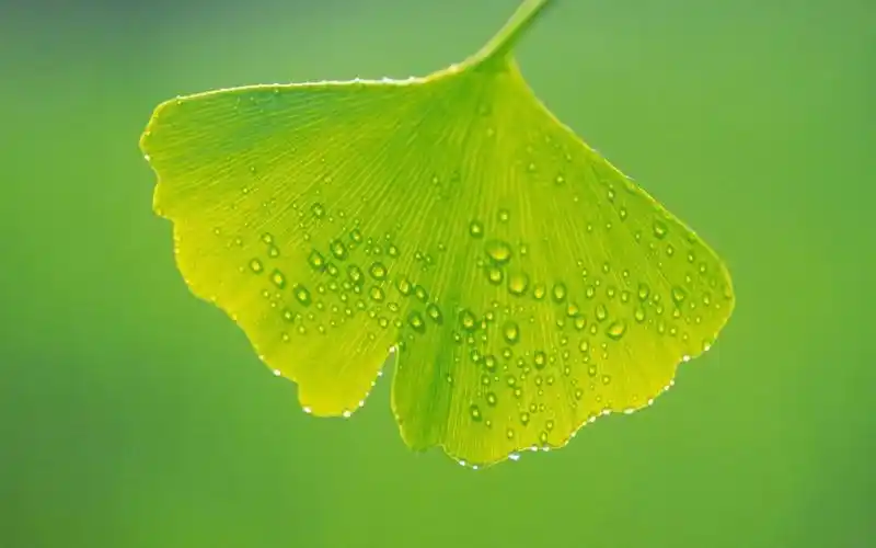 清新绿色护眼好看壁纸_唯美简单好看壁纸