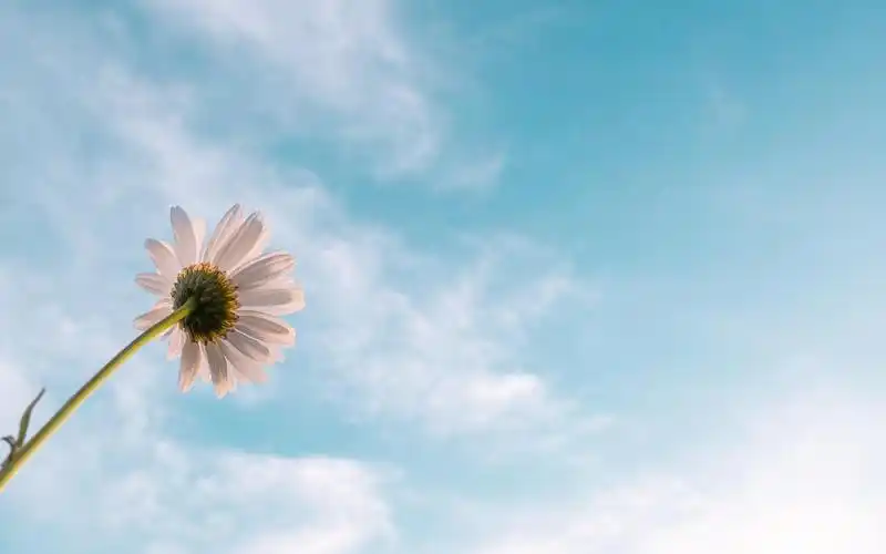 电脑壁纸 花卉 植物 清新淡雅的小雏菊来袭