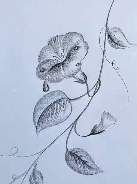 一学就会的牵牛花铅笔画,学会快去试试吧!