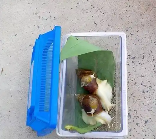 母亲买3只蜗牛,结果一年多变成六七十只_孩子_妈妈_女儿