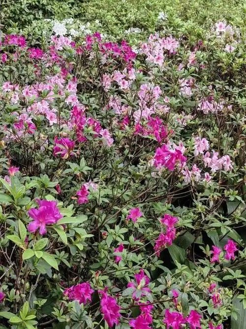 绿色越秀 | 刷屏预备!兰圃的杜鹃花开好了_锦绣_桥身_栽培
