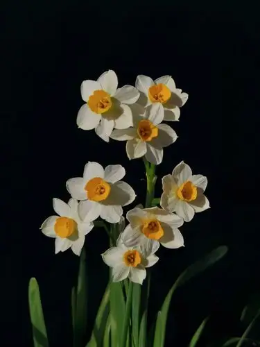 家有水仙在绽放