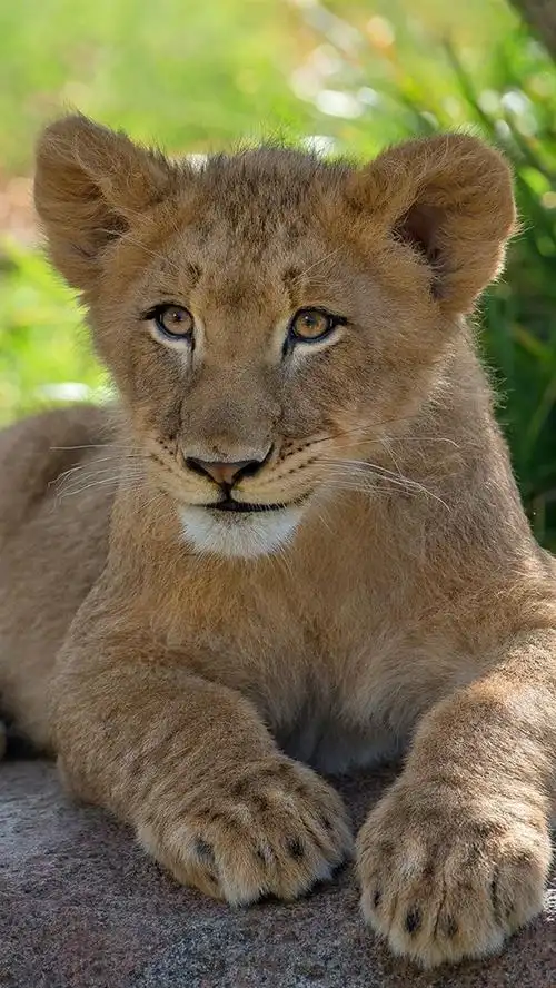 狮子幼崽停留休息iphone壁纸
