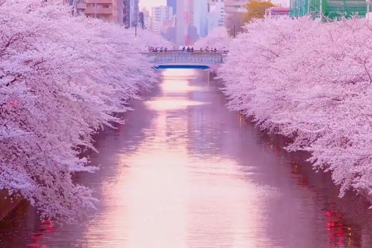 粉色是爱你少女心呀 - 堆糖,美图壁纸兴趣社区