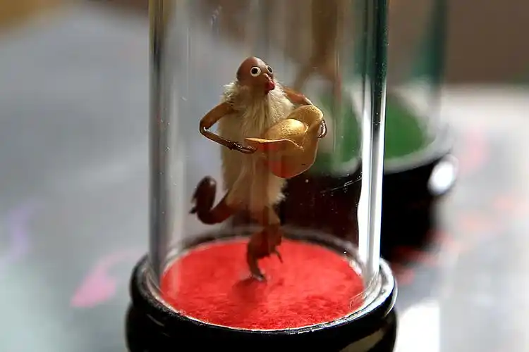 这个"五子拜寿"的大幅毛猴作品,每只猴的道具