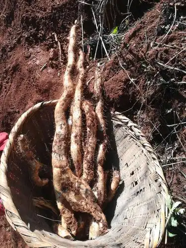 这是纯天然野生山药,美美哒! - 美篇