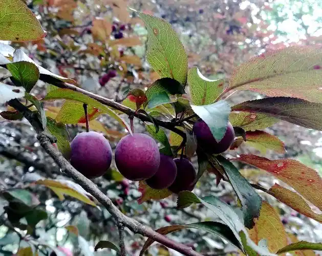 路边的果子已经结了,紫叶李.