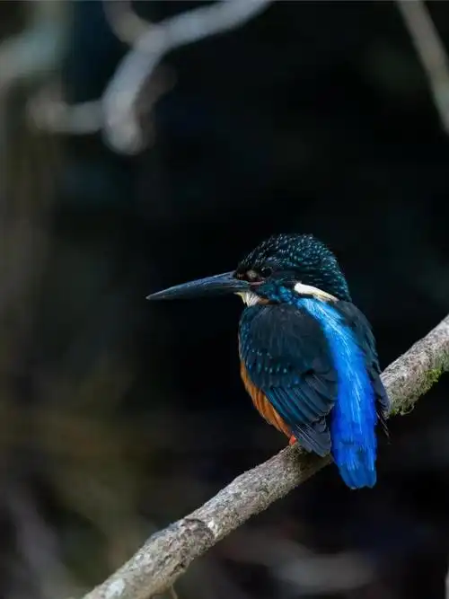 斑头大翠鸟🐦翠鸟是一类技艺高超的捉鱼能手,它们有着漂亮的羽色