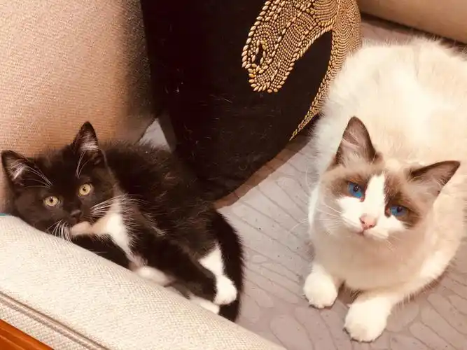 布偶和英短的混血宝儿