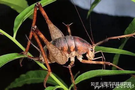 大家帮帮我这是个什么虫