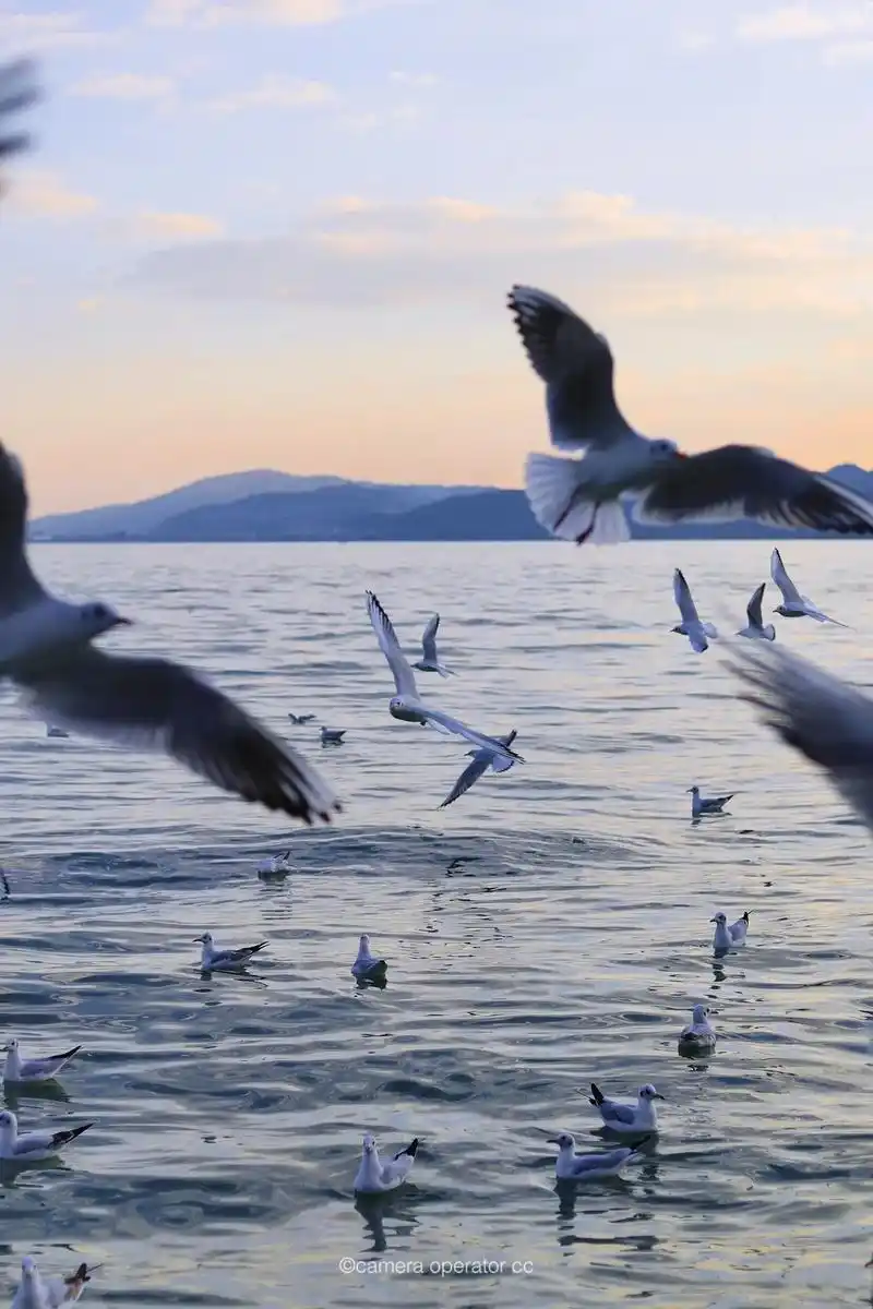 摄影 #海鸥 #旅行 #治愈系风景 "西山之下,滇池之畔" - 抖音