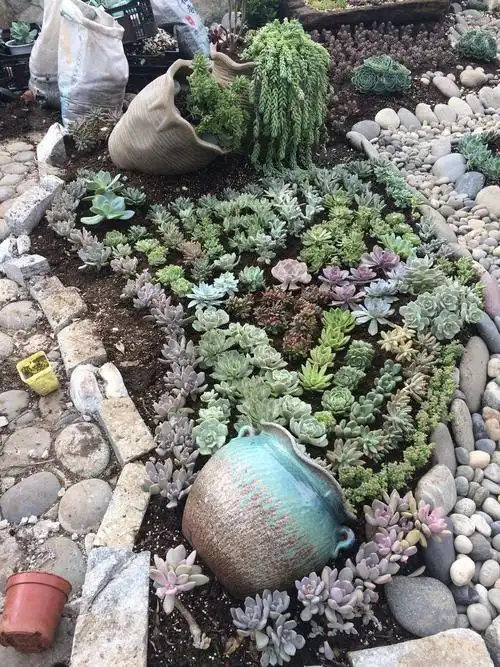 翻牌美爆了的多肉楼顶地栽夏天就这么好看秋天岂不