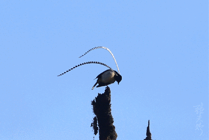 萨克森极乐鸟它们到底是吕布还是戏精