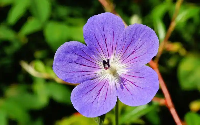 小清新,花卉,小清新,电脑壁纸,壁纸唯美花类植物