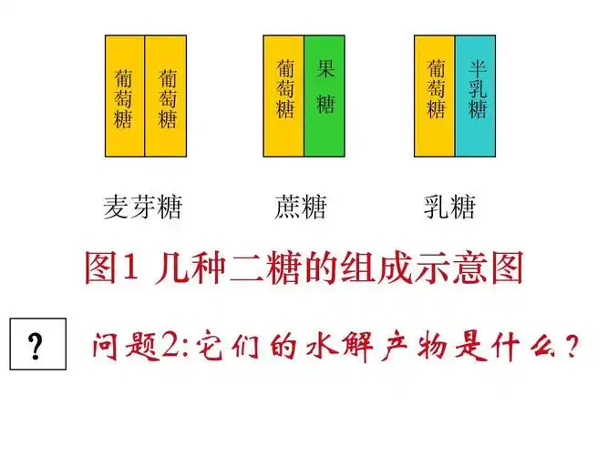 高中生物必修一 核酸知识点复习答案ppt