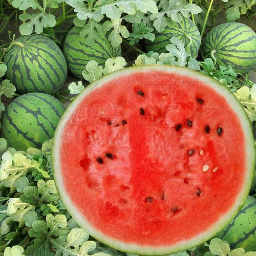 超甜特大西瓜种子春季夏季高产早熟大富农正品高糖水果种籽种孑