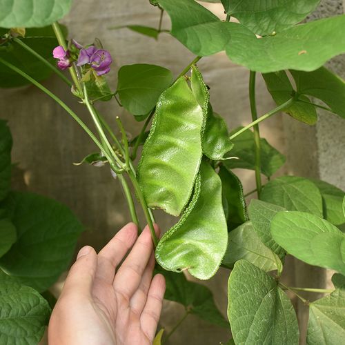 花如嫣绿色扁豆种子 猪耳朵眉豆蔬菜种子庭院露天爬藤蔬菜种子四季易