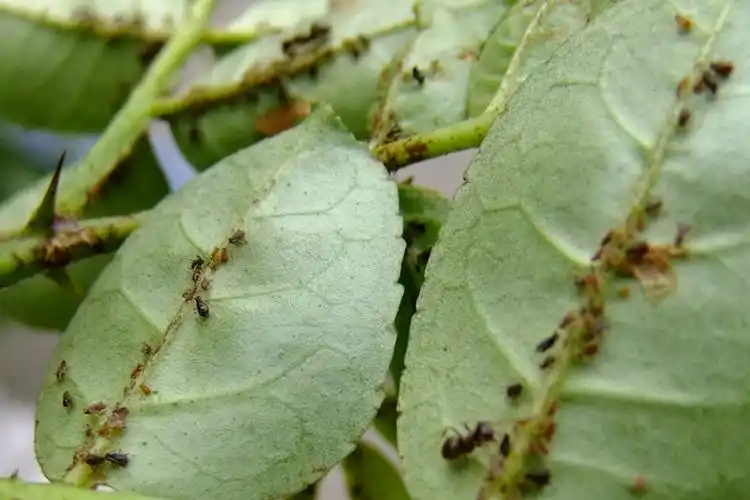 蚜虫的天敌 《小黑蚂蚁》