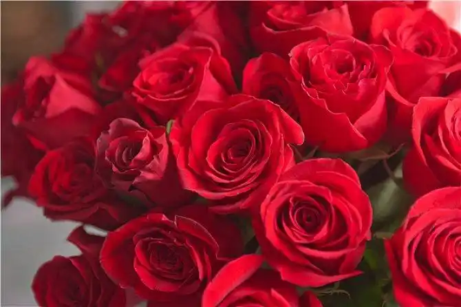 玫瑰图片_图片大全