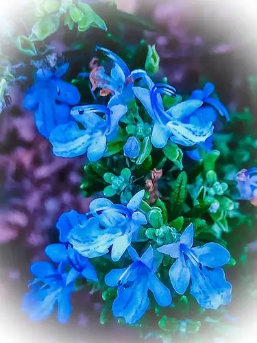 迷迭香花,花型优雅