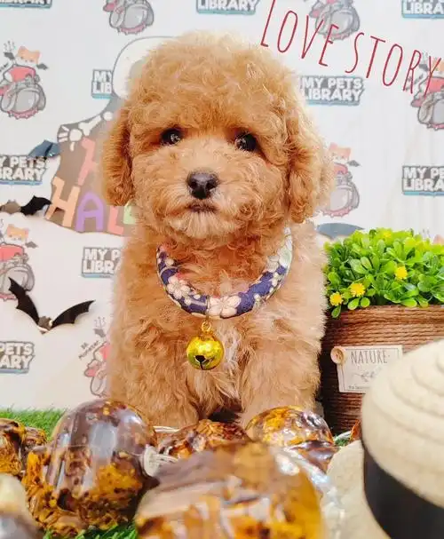 卷发的泰迪玩具贵宾犬